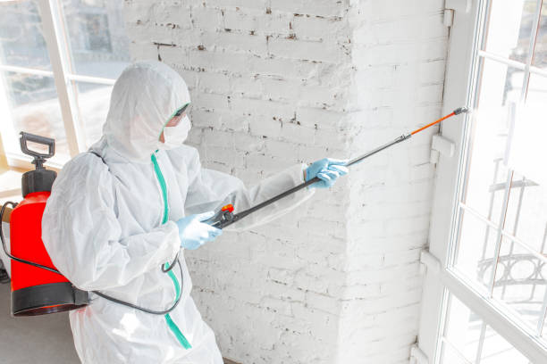 Carson City, NV Mold Removal & Remediation Company